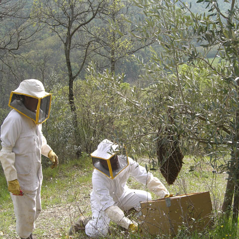 Al lavoro con le api!: Bologna