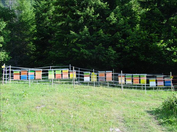 Produzione miele di montagna: Trento