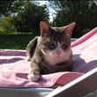 gatto in piscina