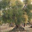 Albero di ulivo secolare