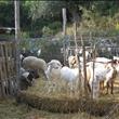 animali in azienda