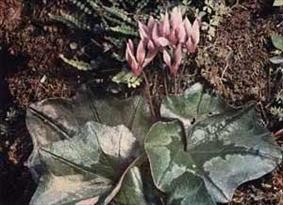 Cyclamen